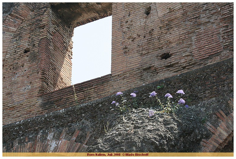 Klik p billedet for at g til det nste foto! IMG_7881 Rom Italien, Juli 2008 * Fotos: Mads Bischoff